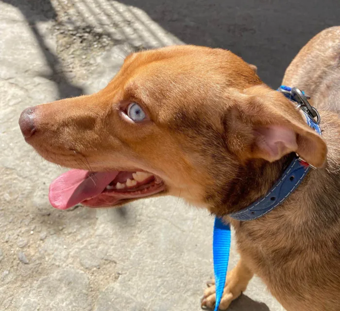 Cachorro ra a SRD-ViraLata idade 1 ano nome Coragem 