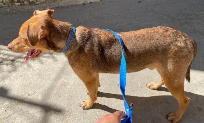 Cachorro ra a SRD-ViraLata idade 1 ano nome Coragem 
