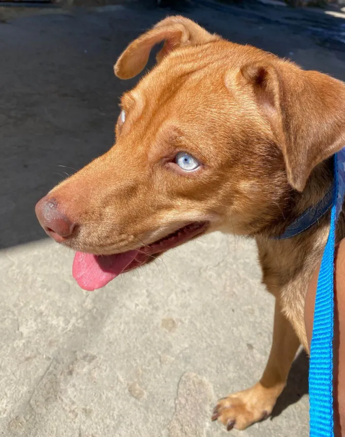 Cachorro ra a SRD-ViraLata idade 1 ano nome Coragem 