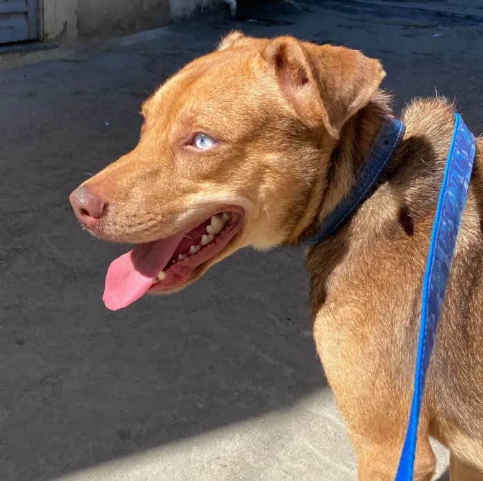 Cachorro ra a SRD-ViraLata idade 1 ano nome Coragem 