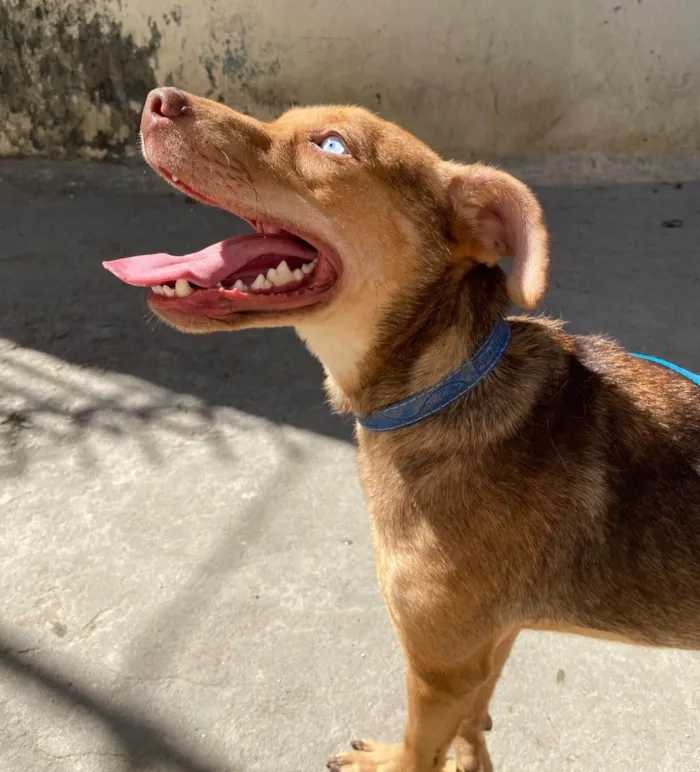 Cachorro ra a SRD-ViraLata idade 1 ano nome Coragem 