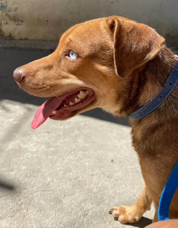 Cachorro ra a SRD-ViraLata idade 1 ano nome Coragem 