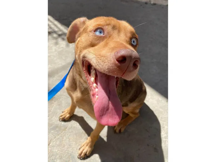 Cachorro ra a SRD-ViraLata idade 1 ano nome Coragem 