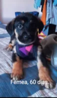 Cachorro raça SRD-ViraLata idade 2 a 6 meses nome Filhotes com 90 dias,  mediante aprovação do formulário de selecao de adotante.
