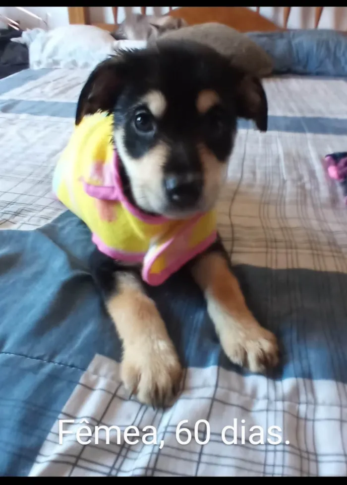 Filhotes com 90 dias,  mediante aprovação do formulário de selecao de adotante.