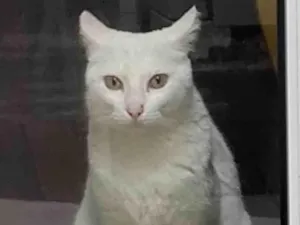 Gato raça SRD-ViraLata idade 3 anos nome TINA