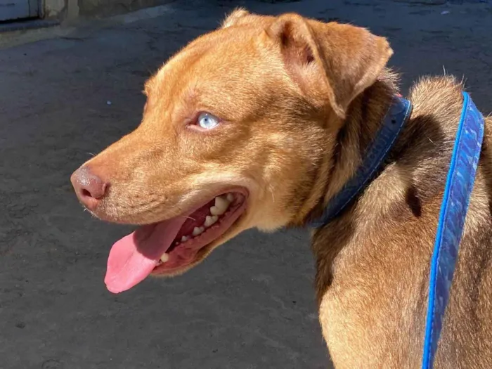 Cachorro ra a SRD-ViraLata idade 1 ano nome Coragem 