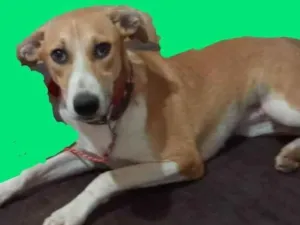 Cachorro raça SRS idade 1 ano nome Clara, Bella, Luara, Bento