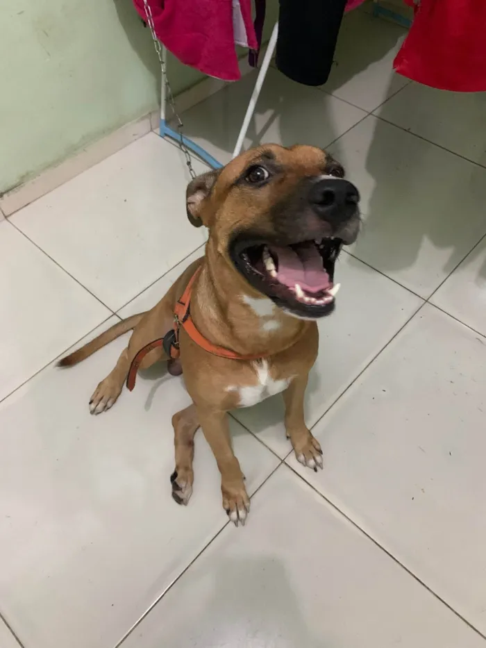 Cachorro ra a Araciado idade 1 ano nome Blend