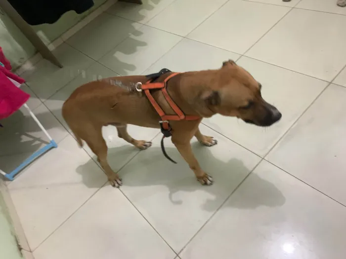 Cachorro ra a Araciado idade 1 ano nome Blend