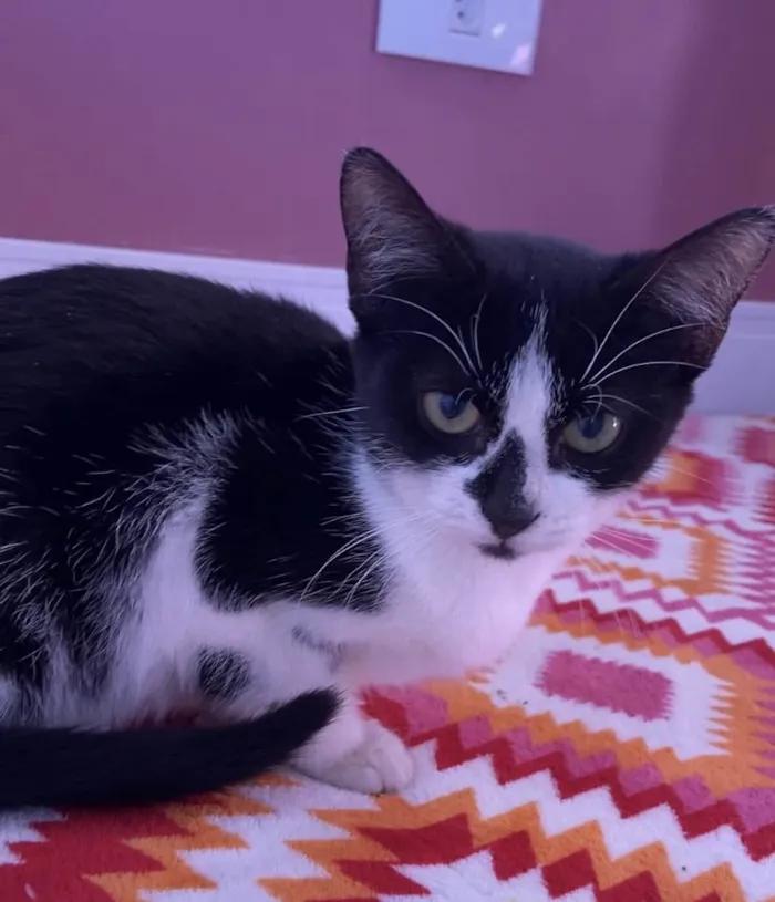 Gato ra a Srd idade 2 a 6 meses nome Sofia