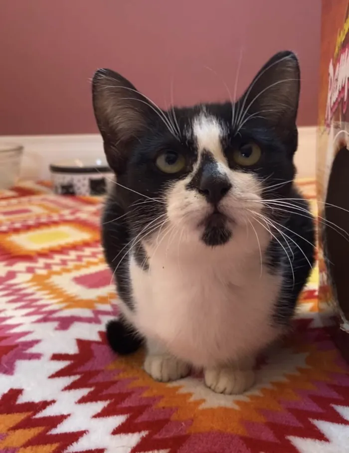 Gato ra a Srd idade 2 a 6 meses nome Sofia