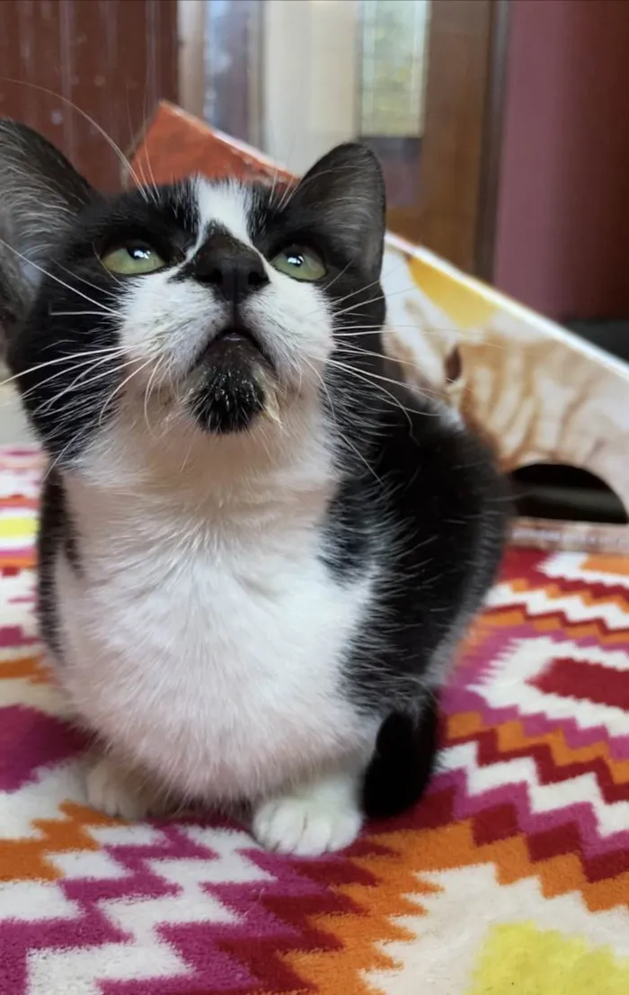 Gato ra a Srd idade 2 a 6 meses nome Sofia