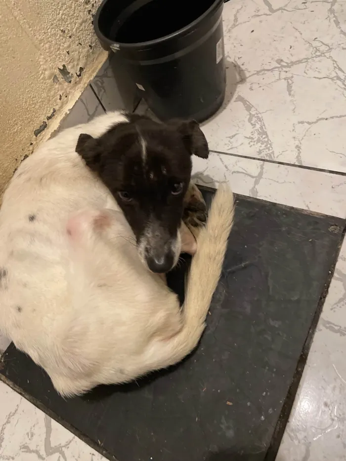 Cachorro ra a SRD-ViraLata idade 7 a 11 meses nome Marley 