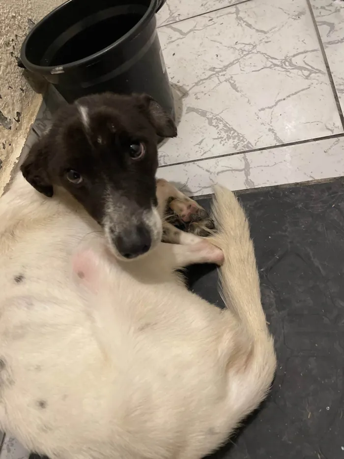 Cachorro ra a SRD-ViraLata idade 7 a 11 meses nome Marley 