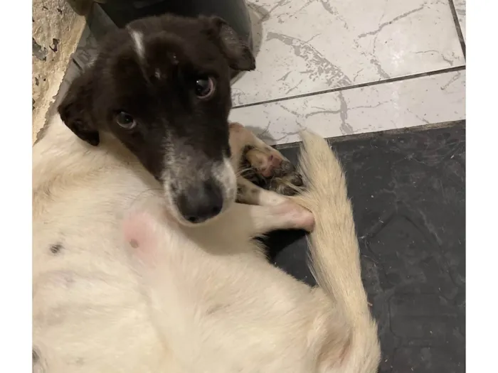 Cachorro ra a SRD-ViraLata idade 7 a 11 meses nome Marley 