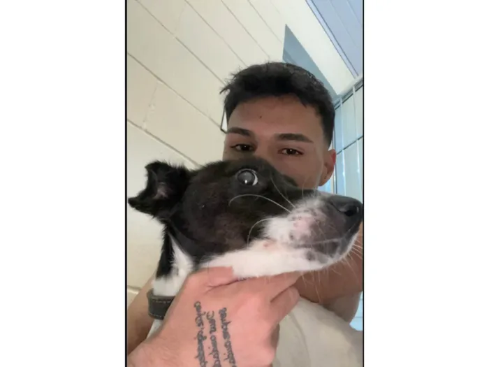 Cachorro ra a SRD-ViraLata idade 7 a 11 meses nome Marley 