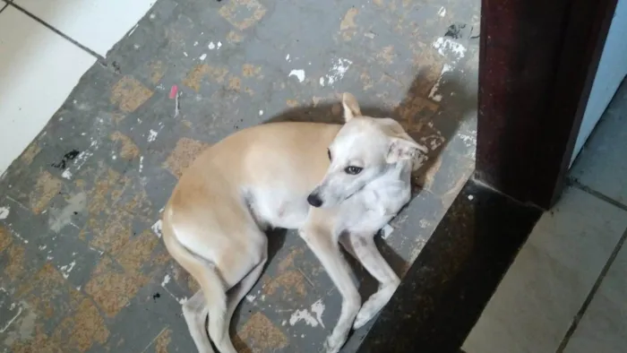 Cachorro ra a SRD-ViraLata idade 1 ano nome Floquinha