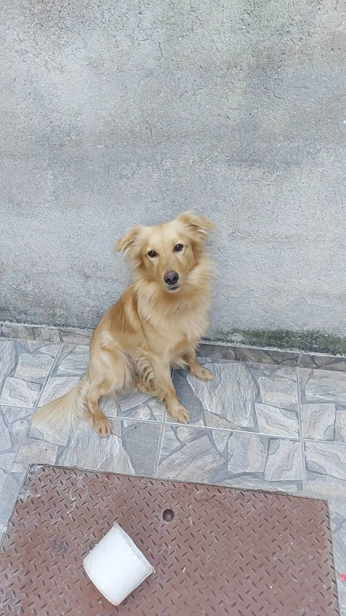 Cachorro raça SRD-ViraLata idade 2 anos nome Mister