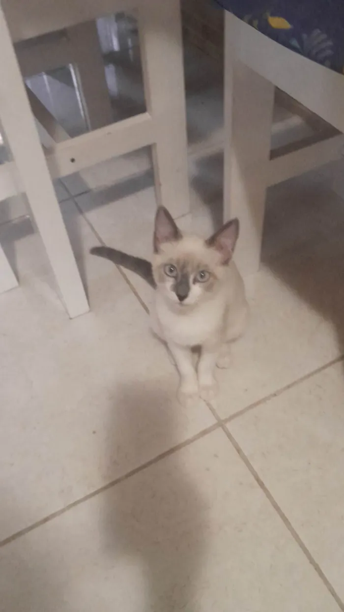 Gato ra a SRD-ViraLata idade 2 a 6 meses nome Cristal 