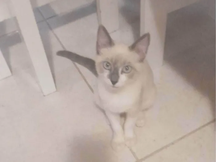 Gato ra a SRD-ViraLata idade 2 a 6 meses nome Cristal 