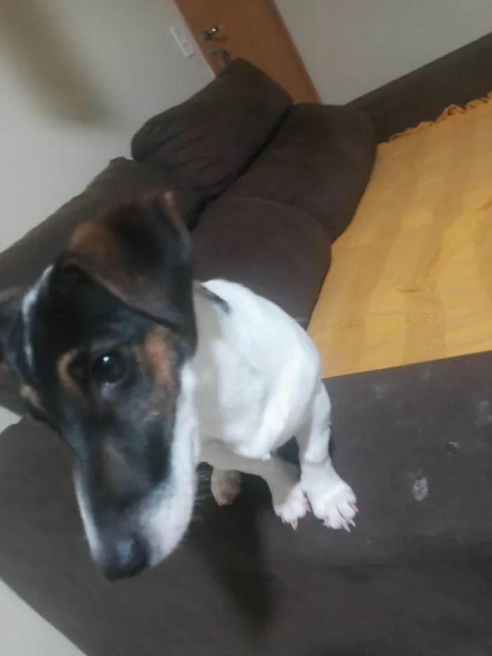 Cachorro ra a Jack russel Terrier idade 2 a 6 meses nome TAZ