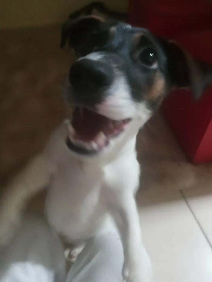 Cachorro ra a Jack russel Terrier idade 2 a 6 meses nome TAZ
