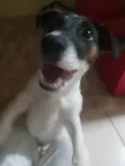 TAZ
