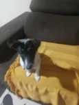 TAZ