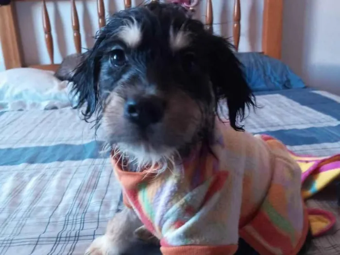 Cachorro raça SRD-ViraLata idade 2 a 6 meses nome Filhotes com 90 dias,  mediante aprovação do formulário de selecao de adotante.