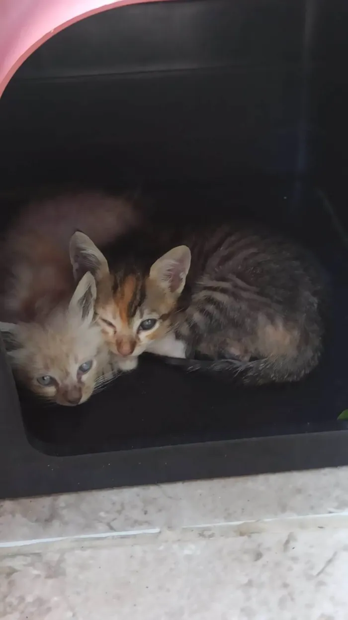 Gato raça  idade Abaixo de 2 meses nome Sem nome