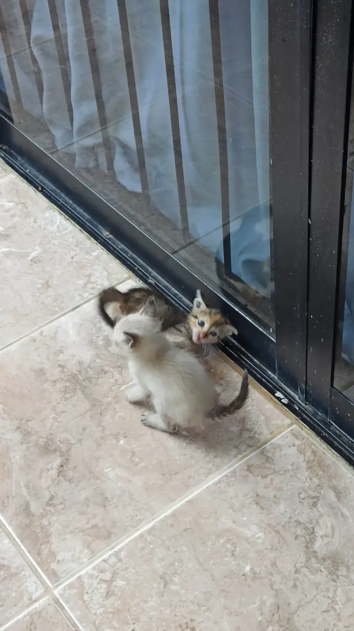 Gato raça  idade Abaixo de 2 meses nome Sem nome