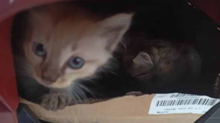 Gato raça  idade Abaixo de 2 meses nome Sem nome