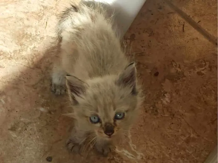 Gato raça  idade Abaixo de 2 meses nome Sem nome