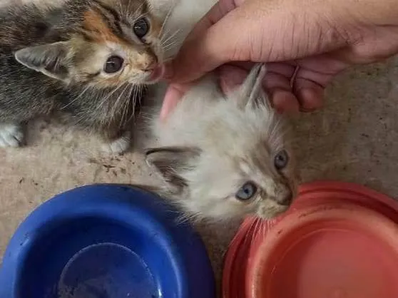 Gato raça  idade Abaixo de 2 meses nome Sem nome
