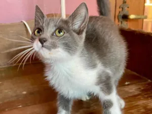Gato raça Srd idade 2 a 6 meses nome Antonella 