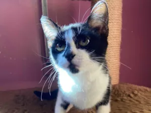 Gato raça Srd idade 2 a 6 meses nome Sofia
