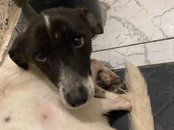 Cachorro ra a SRD-ViraLata idade 7 a 11 meses nome Marley 