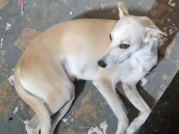 Cachorro ra a SRD-ViraLata idade 1 ano nome Floquinha