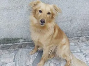 Cachorro raça SRD-ViraLata idade 2 anos nome Mister