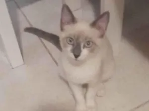 Gato raça SRD-ViraLata idade 2 a 6 meses nome Cristal 