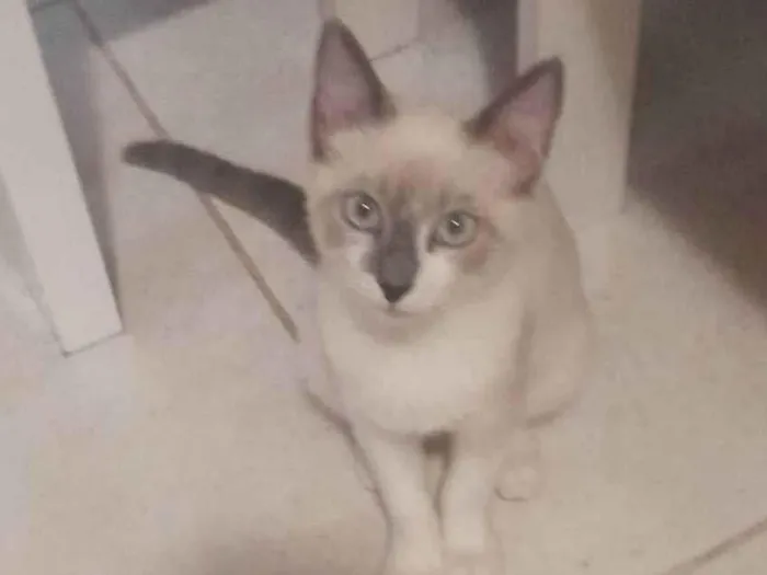 Gato ra a SRD-ViraLata idade 2 a 6 meses nome Cristal 