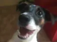 TAZ
