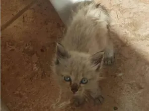 Gato raça  idade Abaixo de 2 meses nome Sem nome