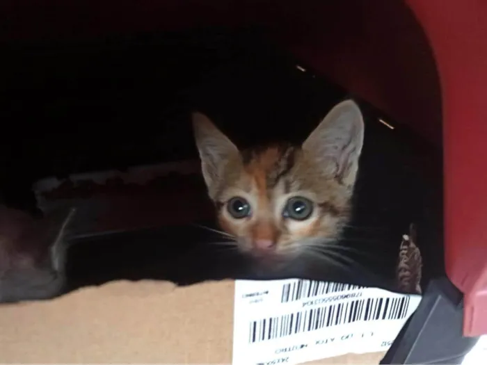 Gato raça  idade Abaixo de 2 meses nome Sem nome