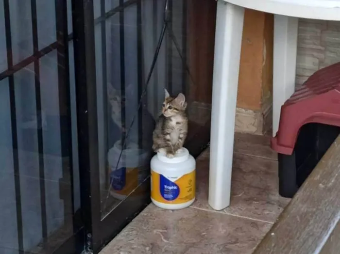 Gato raça  idade Abaixo de 2 meses nome Sem nome