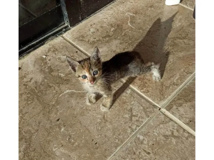 Gato raça  idade Abaixo de 2 meses nome Sem nome