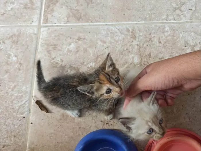 Gato raça  idade Abaixo de 2 meses nome Sem nome