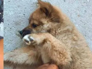Cachorro raça Chow Chow idade 2 a 6 meses nome Luffy 