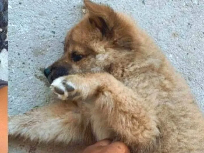 Cachorro ra a Chow Chow idade 2 a 6 meses nome Luffy 